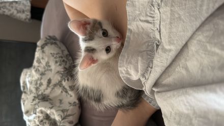 3 EKH Kitten suchen ein Zuhause