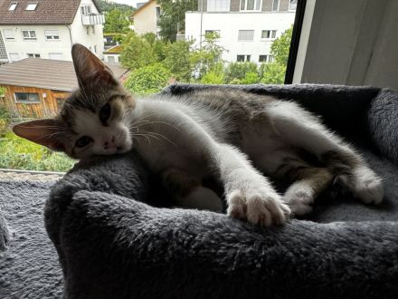 3 EKH Kitten suchen ein Zuhause