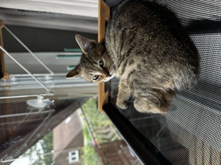 3 EKH Kitten suchen ein Zuhause