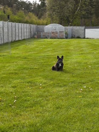 Hundepension im familiären Umfeld