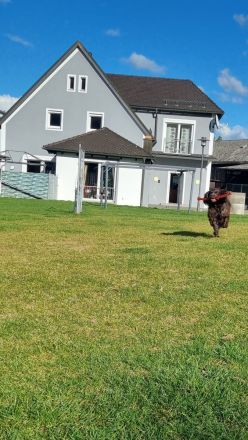 Hundepension im familiären Umfeld