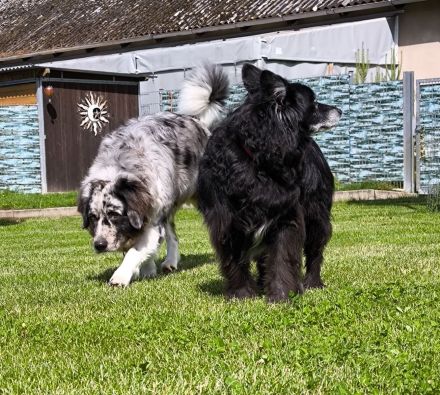 Hundepension im familiären Umfeld