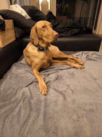 Hundepension im familiären Umfeld