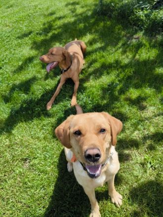 Hundepension im familiären Umfeld