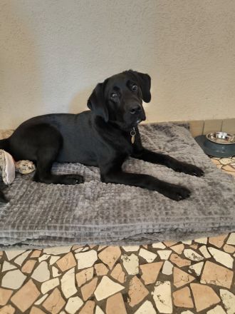 Hundepension im familiären Umfeld