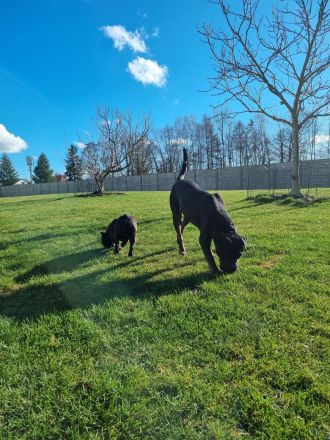 Hundepension im familiären Umfeld