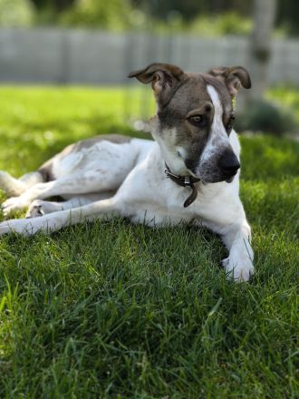 Hundepension im familiären Umfeld