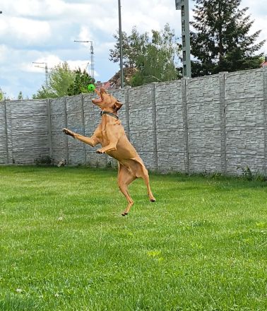 Hundepension im familiären Umfeld