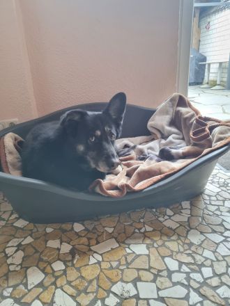 Hundepension im familiären Umfeld