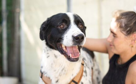 Blickfang Cookie sucht einen Platz als Einzelprinz!