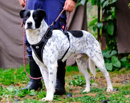 Blickfang Cookie sucht einen Platz als Einzelprinz!