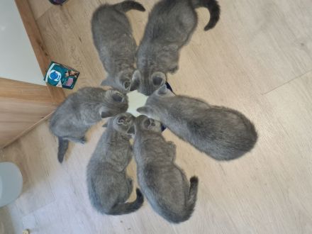 Katzenbabys BKH grau