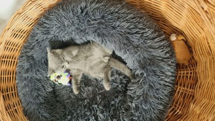 Katzenbabys BKH grau