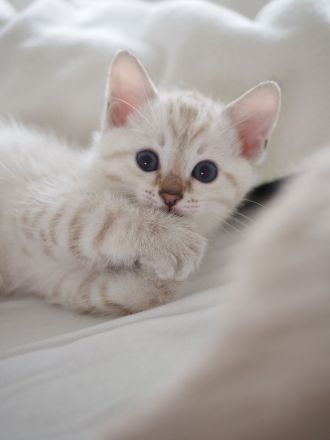 wunderschöne Kitten zu verkaufen