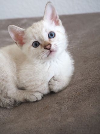 wunderschöne Kitten zu verkaufen