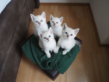 wunderschöne Kitten zu verkaufen