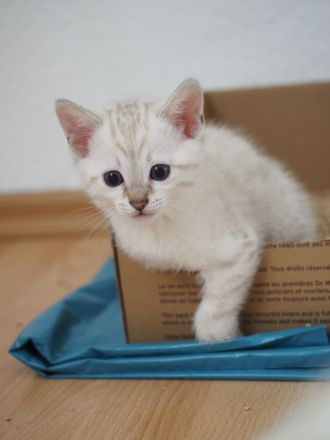 wunderschöne Kitten zu verkaufen