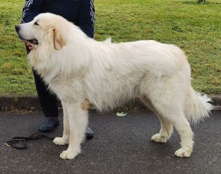 Pyrenäenberghund Welpen