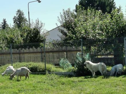 Pyrenäenberghund Welpen