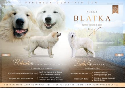 Pyrenäenberghund Welpen