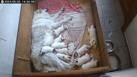 Pyrenäenberghund Welpen