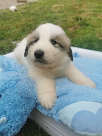 Pyrenäenberghund Welpen