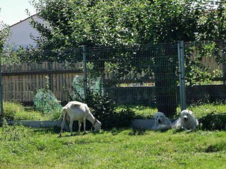 Pyrenäenberghund Welpen