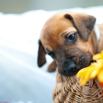 Rhodesian Ridgeback Welpen