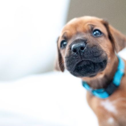 Rhodesian Ridgeback Welpen