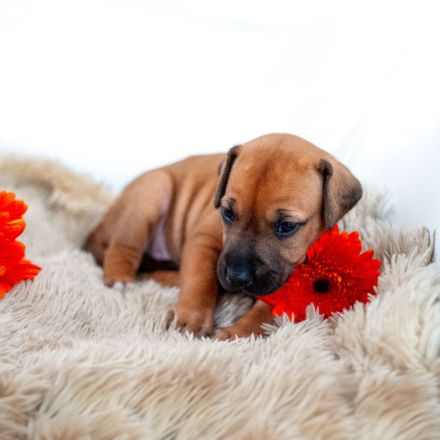Rhodesian Ridgeback Welpen