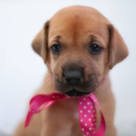 Rhodesian Ridgeback Welpen