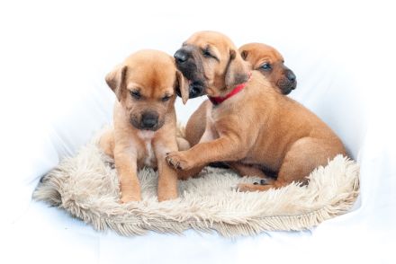 Rhodesian Ridgeback Welpen