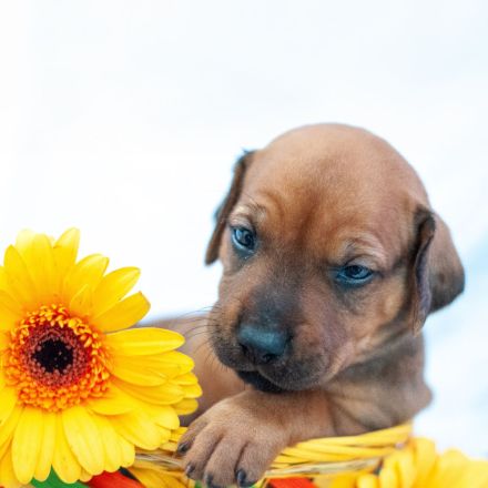 Rhodesian Ridgeback Welpen