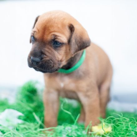 Rhodesian Ridgeback Welpen