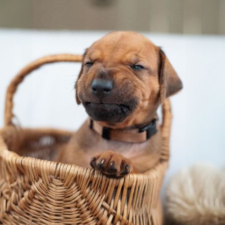 Rhodesian Ridgeback Welpen