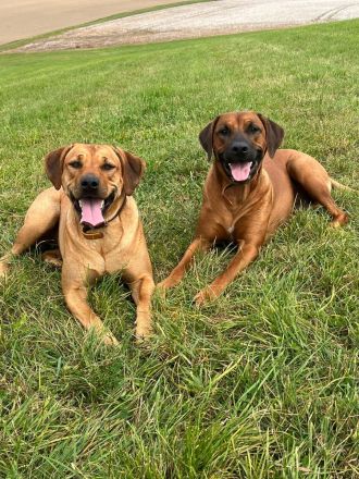 Rhodesian Ridgeback Welpen