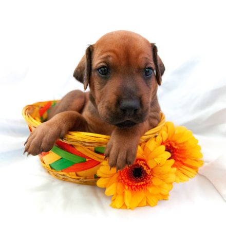 Rhodesian Ridgeback Welpen