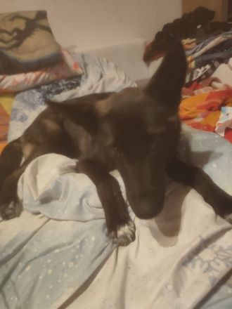 Schäferhund -Husky Mischling