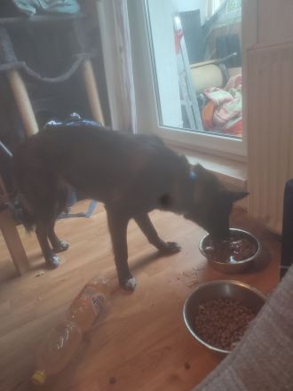 Schäferhund -Husky Mischling