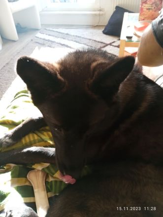 Schäferhund -Husky Mischling