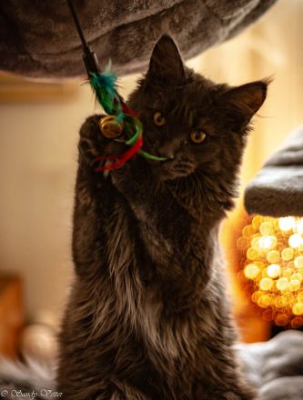 Reinrassige Maine Coon Dame auf der Suche