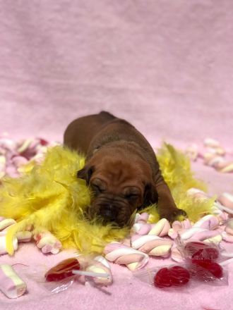 Rhodéský ridgeback s PP