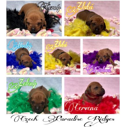 Rhodéský ridgeback s PP