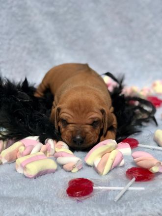 Rhodéský ridgeback s PP