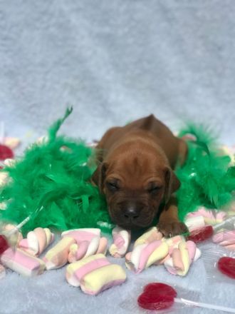 Rhodéský ridgeback s PP