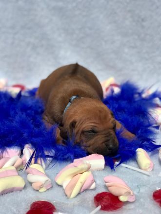 Rhodéský ridgeback s PP