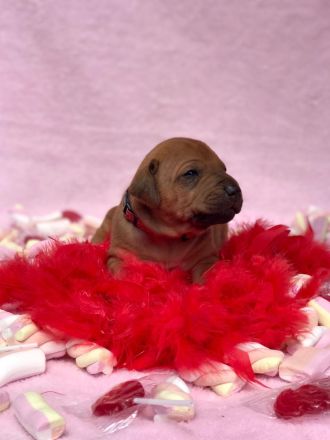 Rhodéský ridgeback s PP