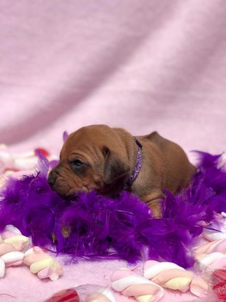 Rhodéský ridgeback s PP