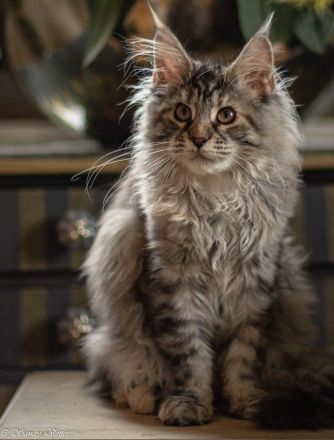 Maine Coon Dame sucht nach Ihnen