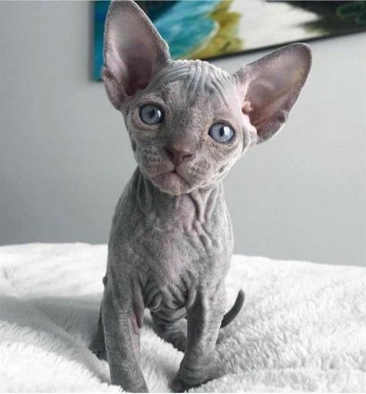 sphynx kitten gesucht